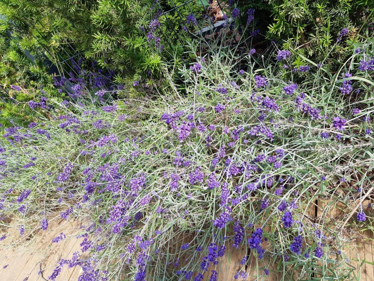 Sea Suite Garden & Pines Лукенцин Екстер'єр фото